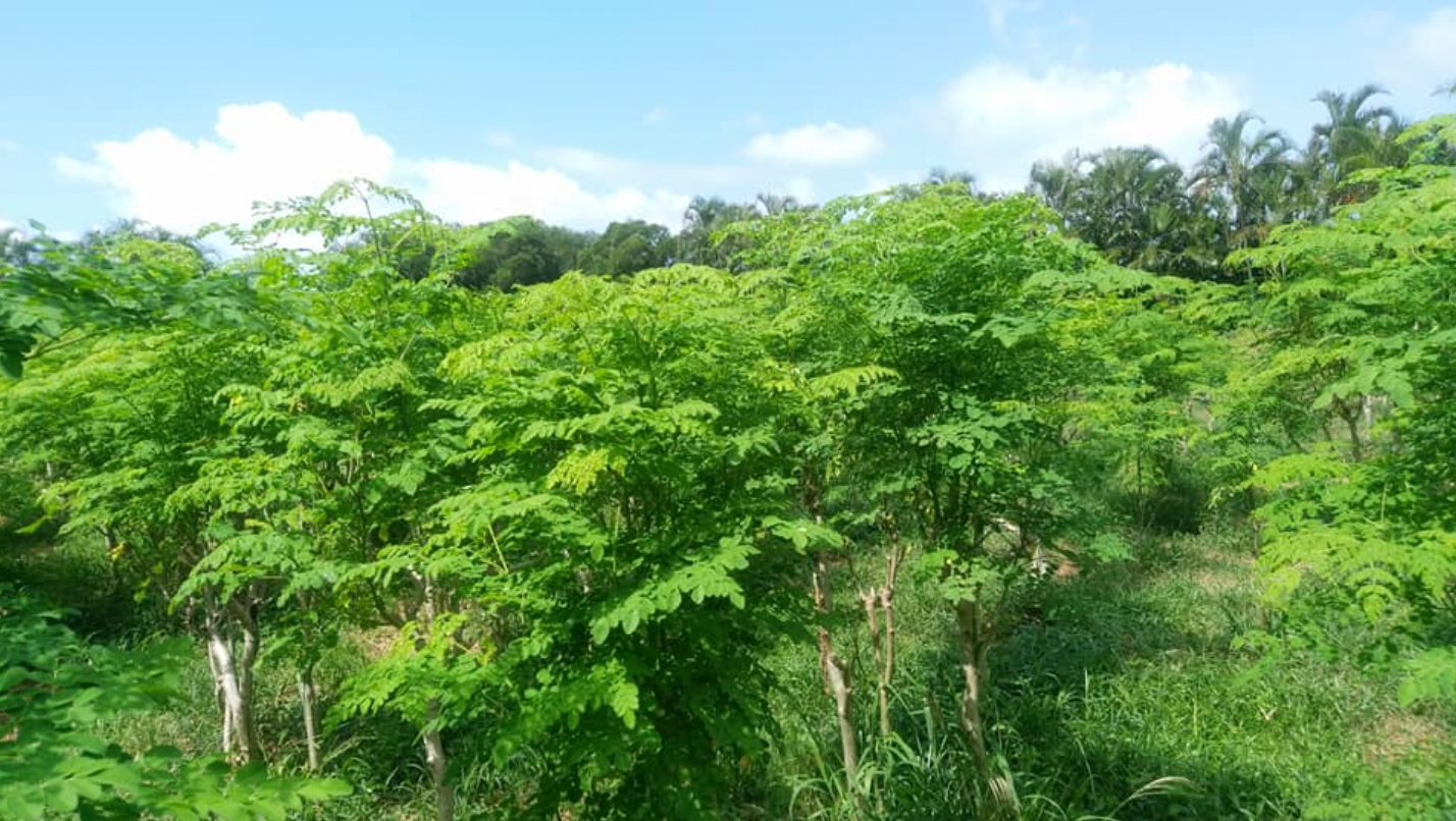 無農薬・無添加【石垣島モリンガ】石垣島モリンガサプリメント