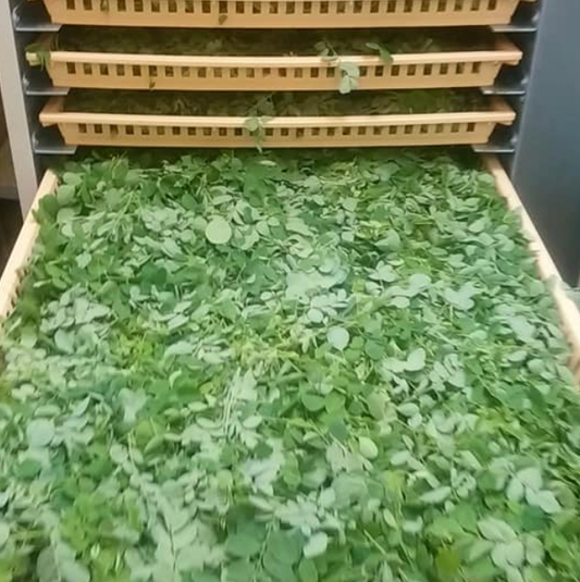 【石垣島モリンガ100%】モリンガ茶(ティーパック40個入)オーガニック・無農薬・無添加