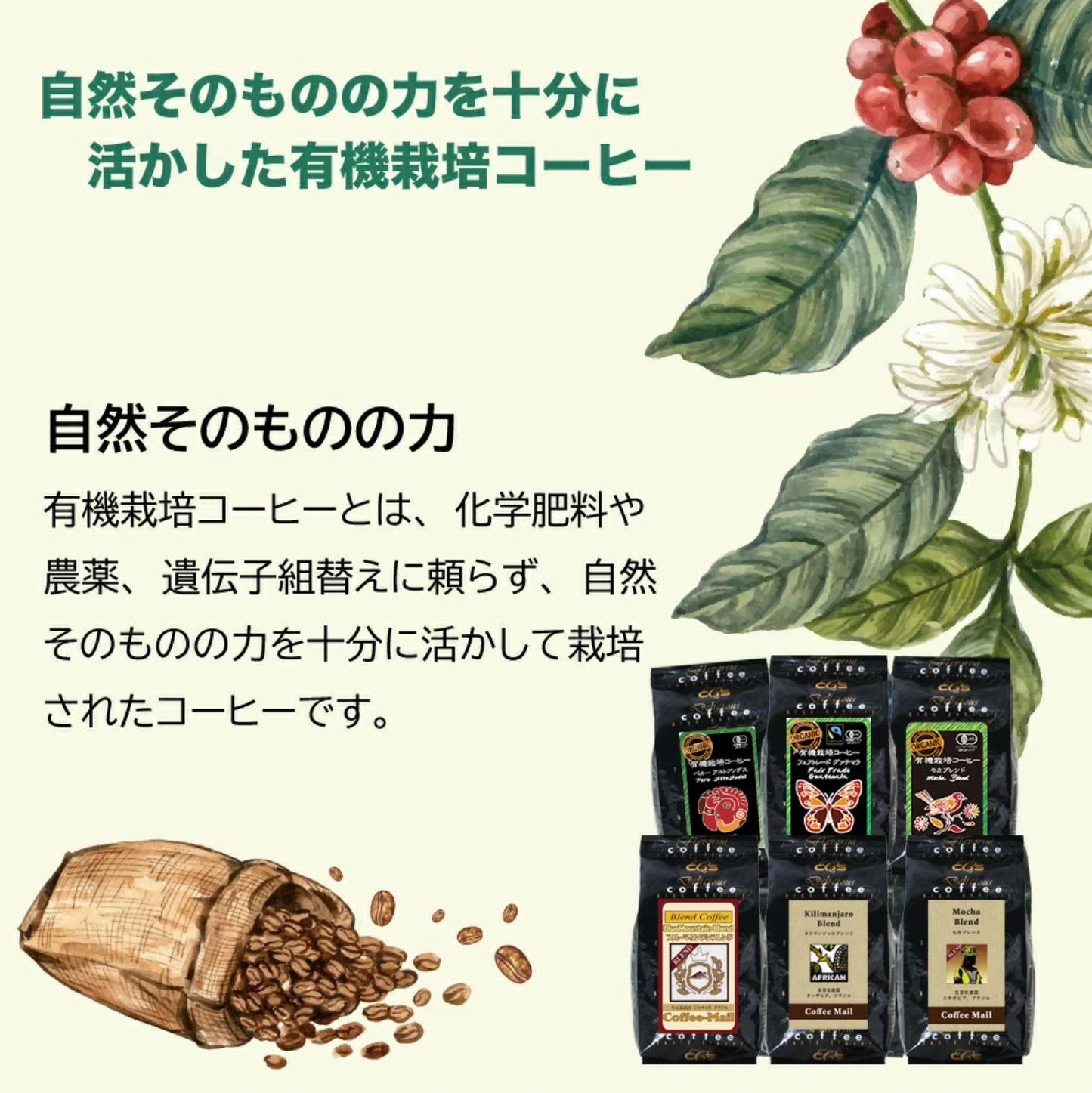 有機栽培コーヒー3種とブルマン・モカ・キリマン人気3種ブレンドセット