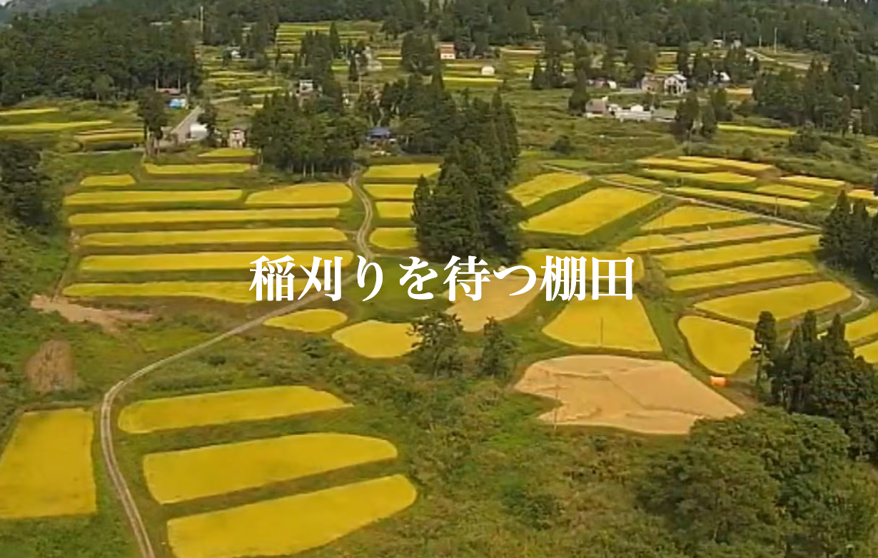 【11月〜3月限定】【残留農薬ゼロ】魚沼産コシヒカリ杵つき餅/白餅(4パック/32枚入り)