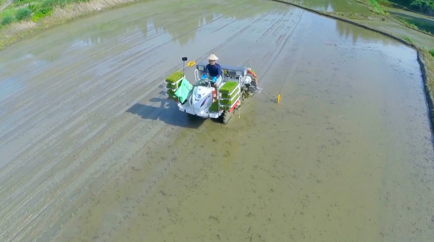 【11月〜3月限定】【残留農薬ゼロ】魚沼産コシヒカリ杵つき餅/白餅(4パック/32枚入り)