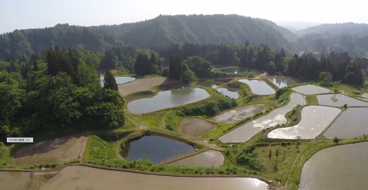 【11月〜3月限定】【残留農薬ゼロ】魚沼産コシヒカリ杵つき餅食べ比べ4種セット(4パック/32枚入り)