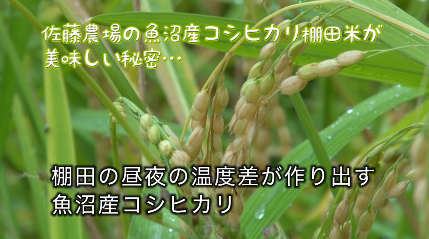 【残留農薬ゼロ】魚沼産コシヒカリ 精米 5kg / 棚田米