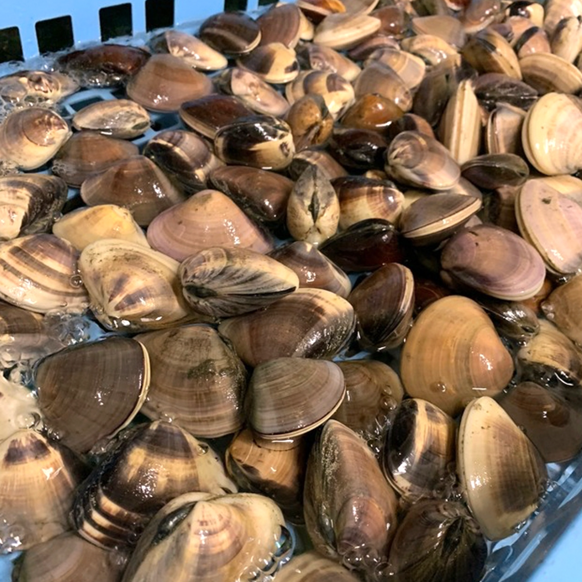 九十九里浜の天然はまぐり中サイズ 2kg (2~4人用)