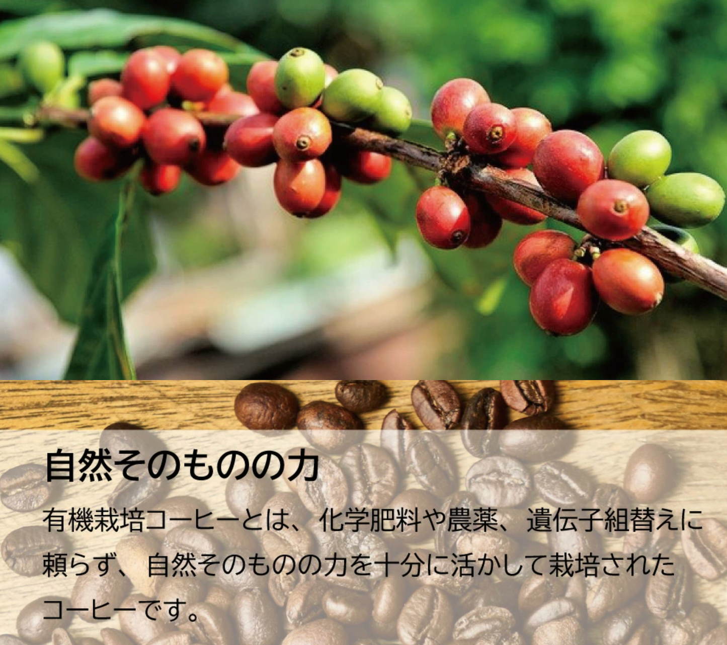 有機栽培コーヒー3種 100g x 各2袋、計600g（ペルーアルトアンデス、グアテマラ、モカブレンド）