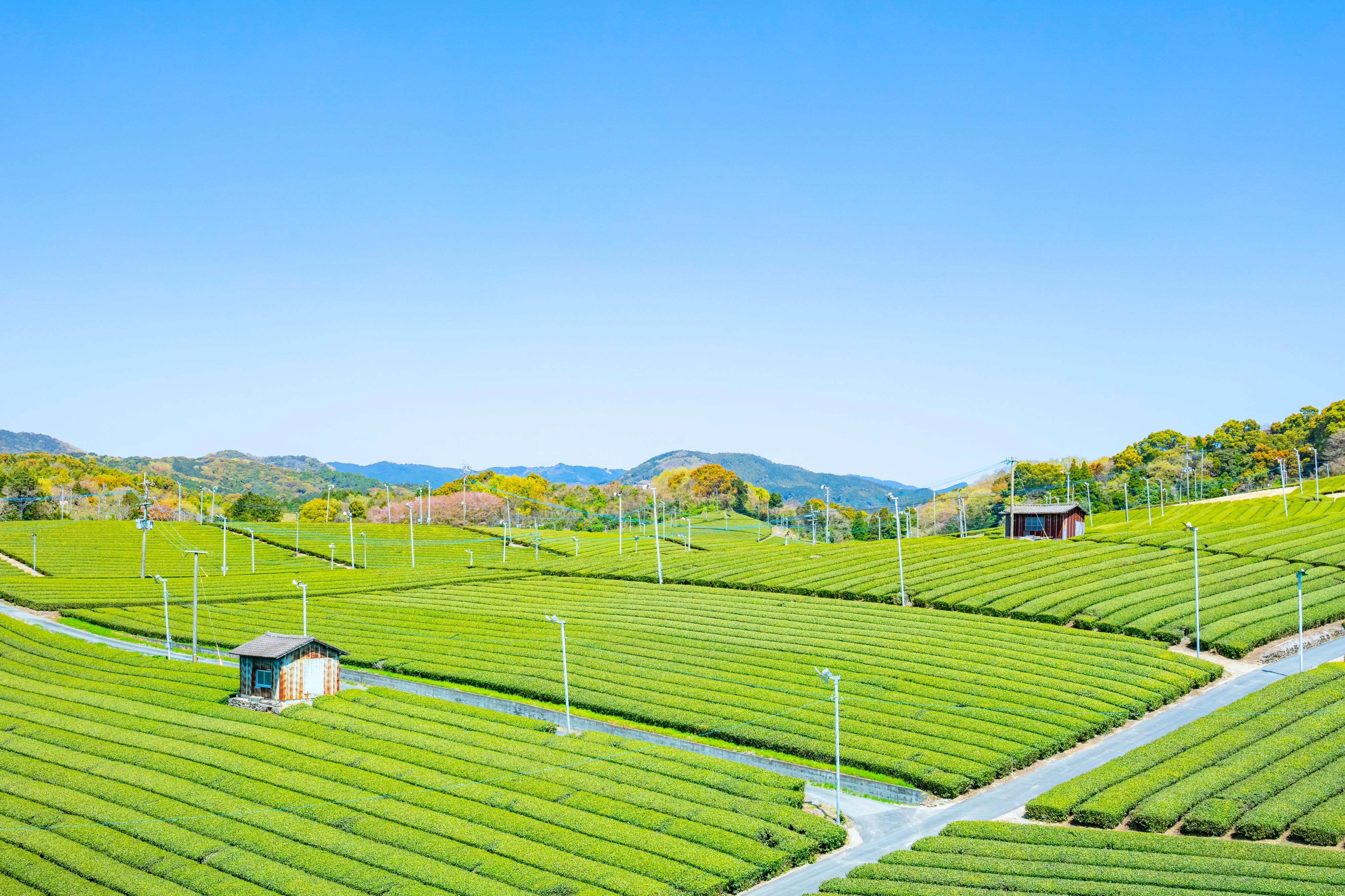 オーガニック抹茶（福岡県産八女茶） – ONE WORLD