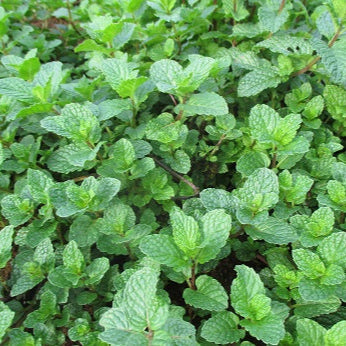 【お買い得セット】エッセンシャルオイル２本セット（有機スペアミント5ml x 1本、有機ラベンダー5ml x 1本）